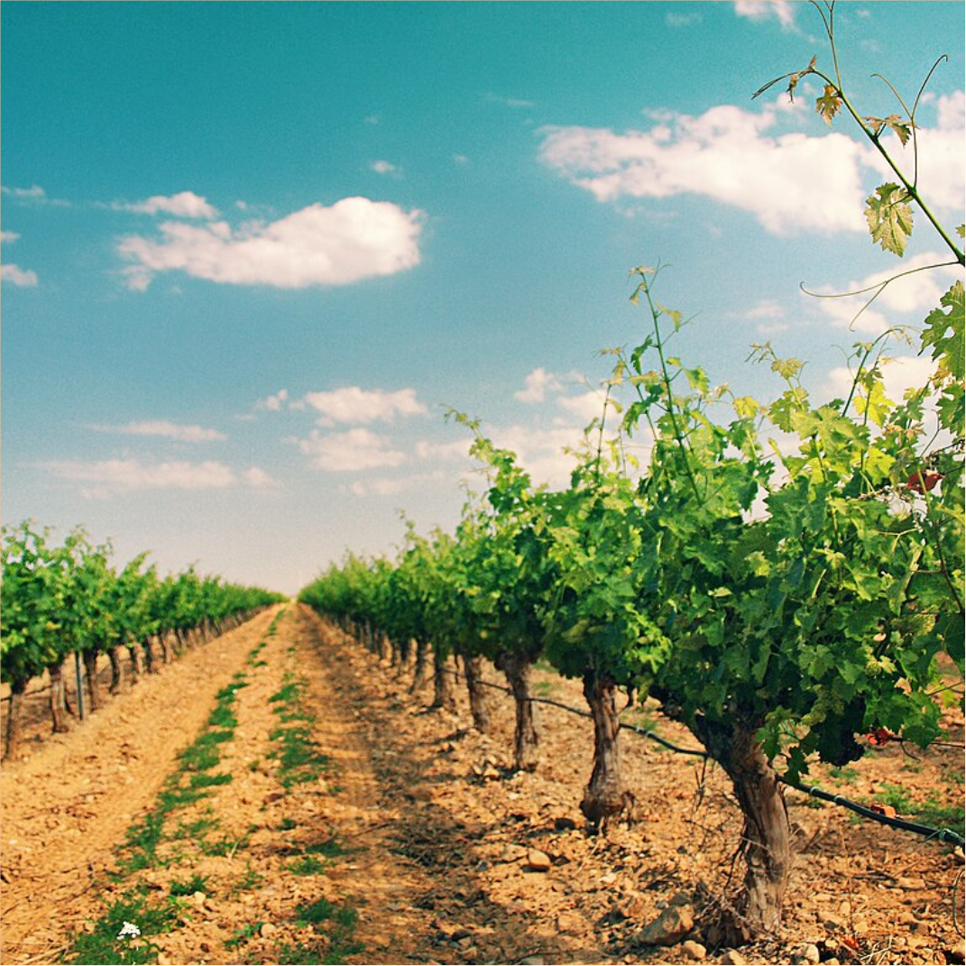 somos iglesia llamada a la viña